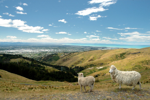 Two sheep on ahillside overlooking the city of Christchurch, New Zealand on a sunny summer day, with the ocean in the distance.  Horizontal color photograph with large depth of field taken outdoors under natural ambient light conditions, blue white and green colors with copy space.