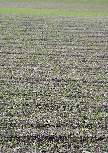 istock New Shoots Of Barley In Field 92240448