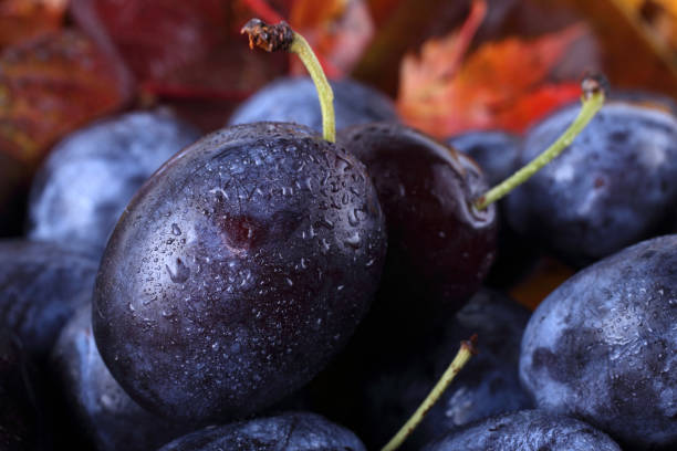 istock Plums on autumn leaves 922404688