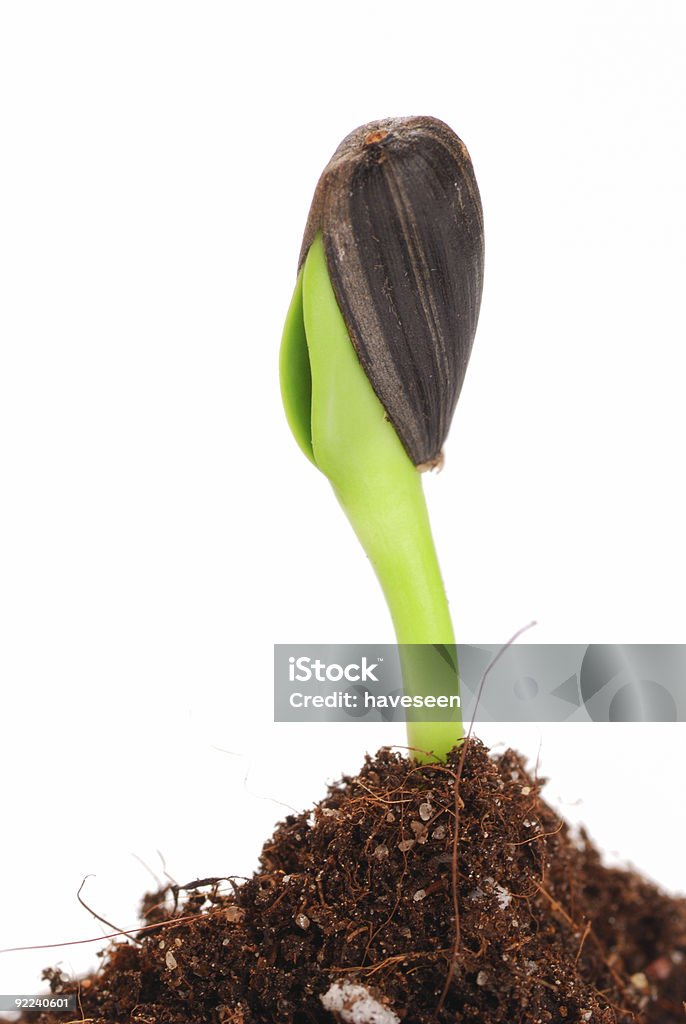 New life  Agriculture Stock Photo