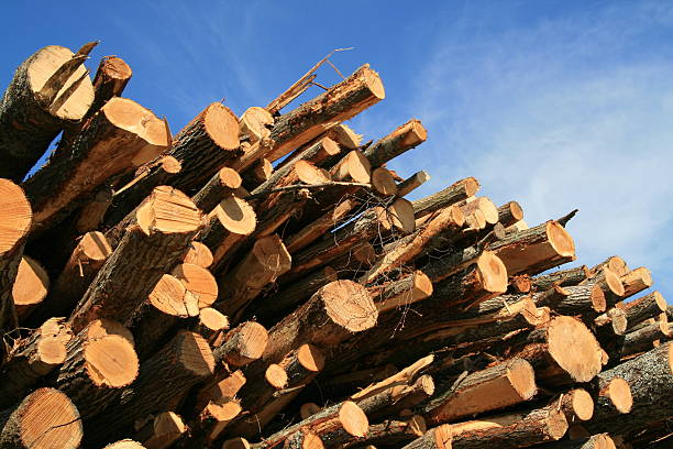 Pile of Logs with blue sky