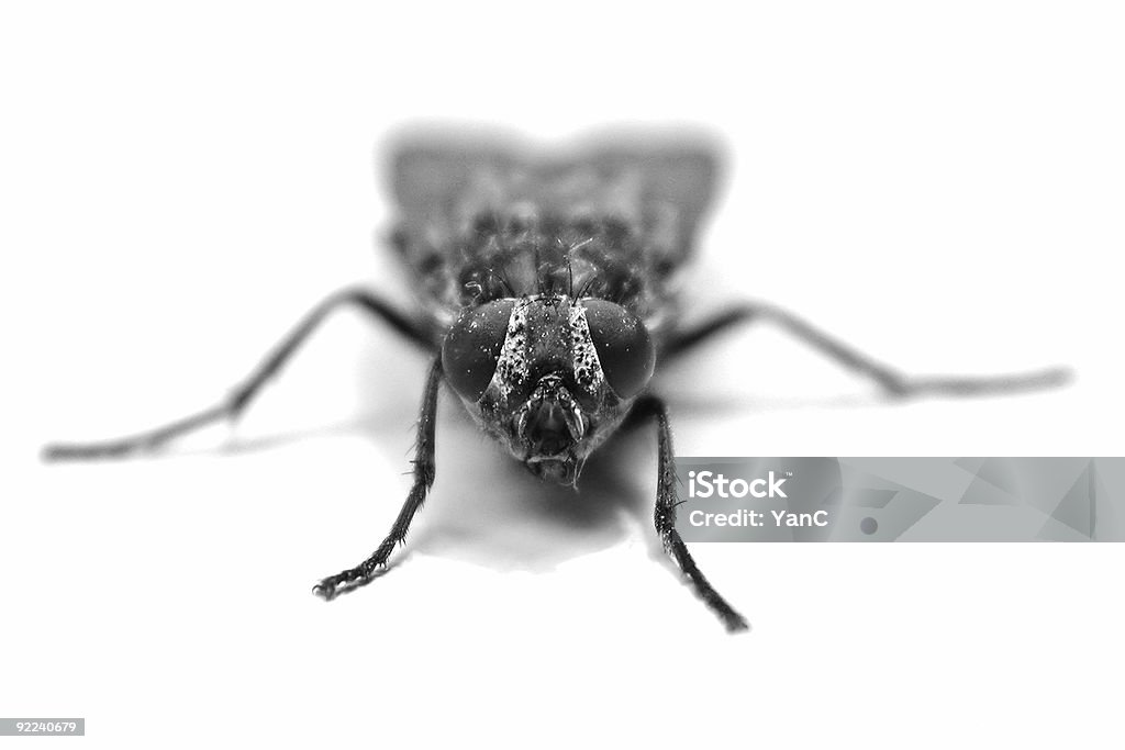 Der Fly - Lizenzfrei Angst Stock-Foto