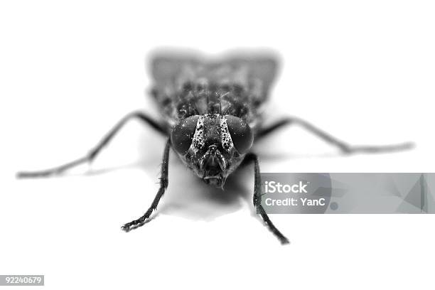 Der Fly Stockfoto und mehr Bilder von Angst - Angst, Extreme Nahaufnahme, Farbbild