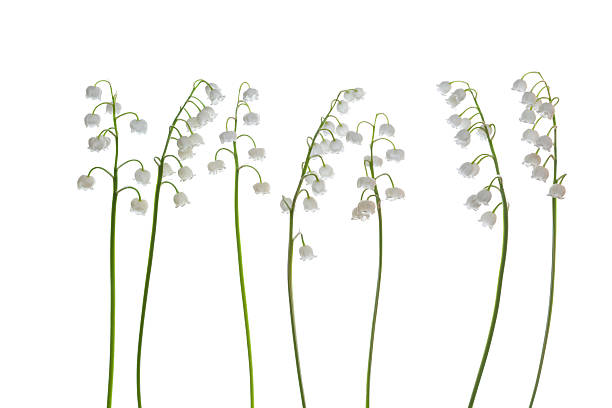 beautiful, fresh lilies of the valley isolated on white