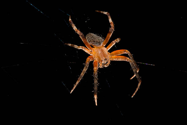 Macro of a brown Orb-Weaver Spider Isolated over Black stock photo