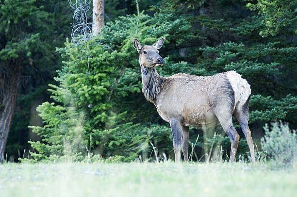 Canadian Mountain Elk - Photo