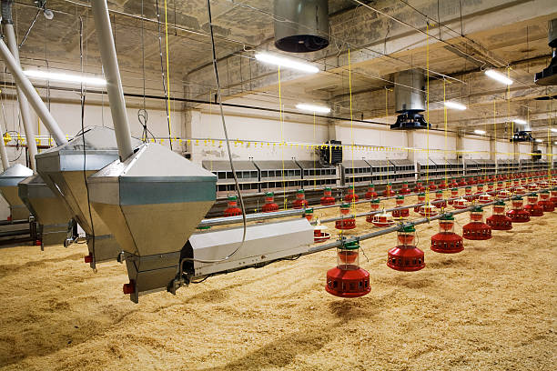 poultry farm Livestock Automatic Feeding System stock pictures, royalty-free photos & images