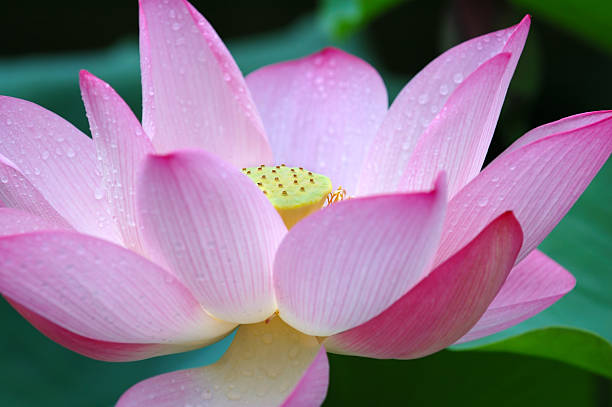istock Closeup of blooming lotus flower 92241068