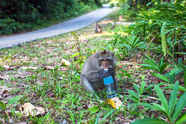 A monkey with a plastic bottle sits on the side of the road.