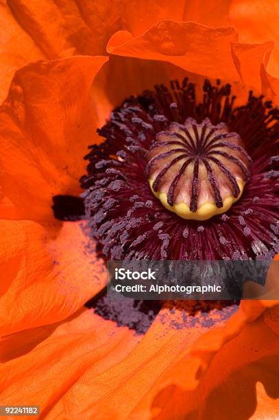 Adormidera Centre Macro Foto de stock y más banco de imágenes de Adormidera - Adormidera, Amapola - Planta, Amapola oriental