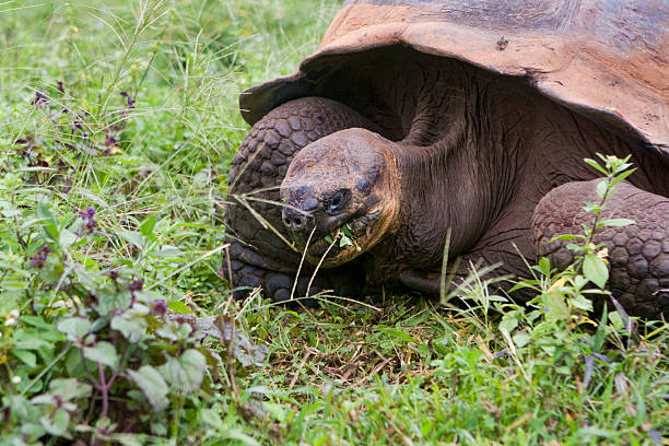 istock Giant Galapagos tortoise, Geochelone elephantopus 92241267