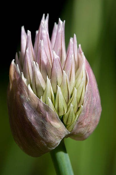 Budding Chive  chives allium schoenoprasum purple flowers and leaves stock pictures, royalty-free photos & images