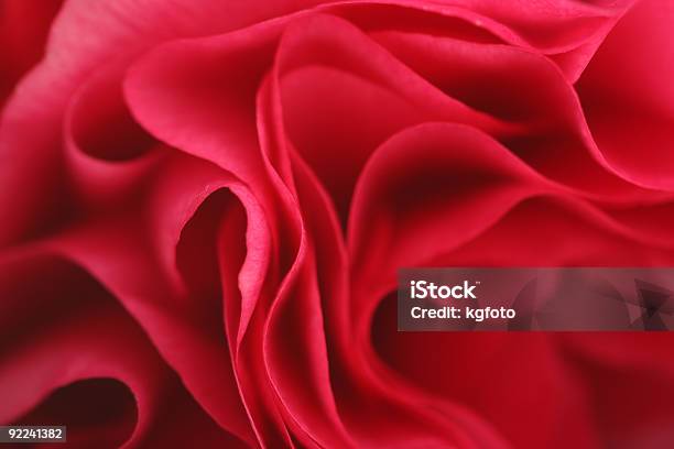 Petal Stock Photo - Download Image Now - Color Image, Flower, Flower Head