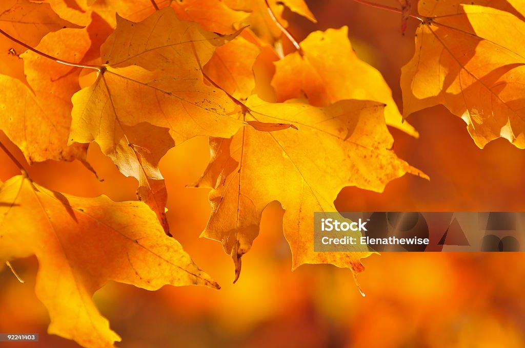 Queda maple folhas - Royalty-free Amarelo Foto de stock