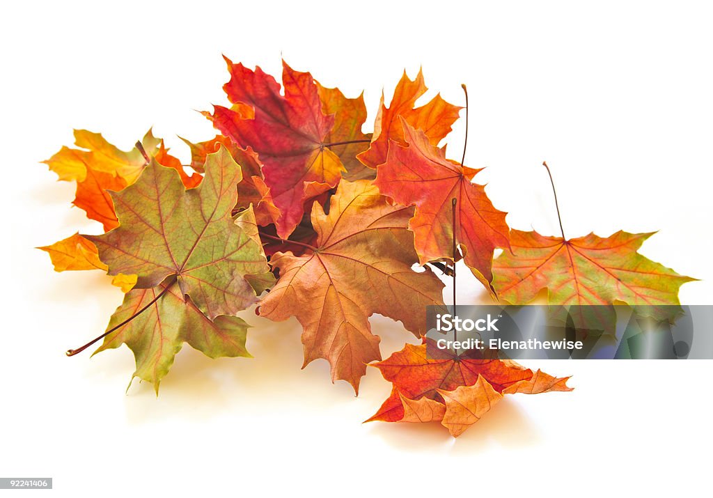 Small pile of autumn leaves isolated on white Dry colorful autumn leaves on white background Autumn Stock Photo
