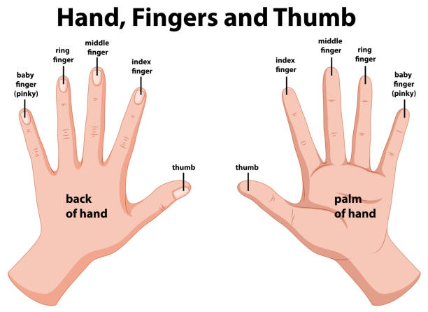 Center Finger 30+ Middle Finger School Stock Illustrations, Royalty-Free Vector ...