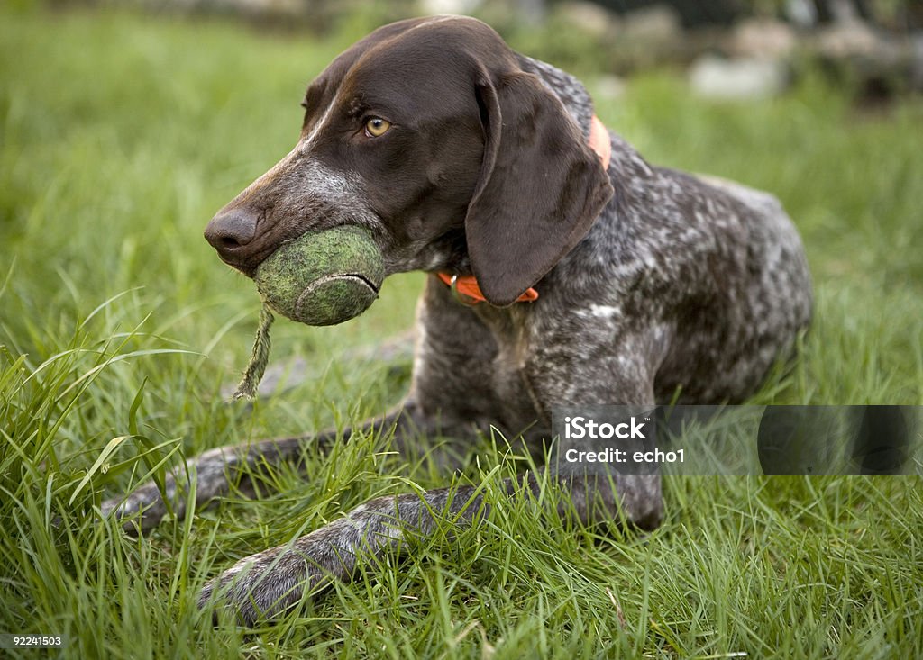 German Shorthaired Pointer on grass with tennis ball in mouth  German Short-Haired Pointer Stock Photo