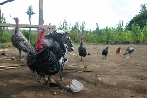 a male turkey of the Caucasian bronze breed standing with a fluffy beautiful tail in profile on the ground covered with dry grass, a leader of a bronze color turkey on an open range