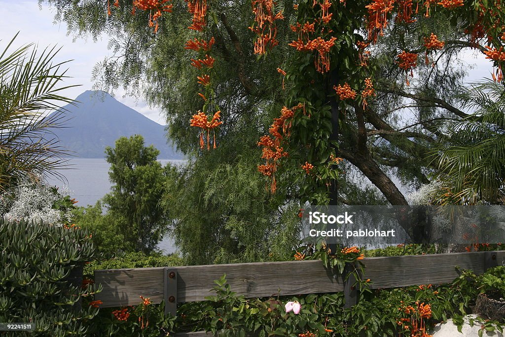 Volcan entouré de fleurs - Photo de Arbre libre de droits