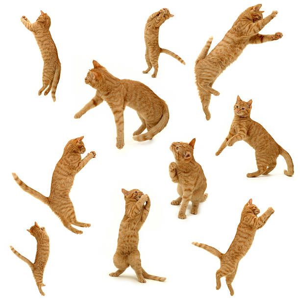 istock collection of kittens in action 92241550