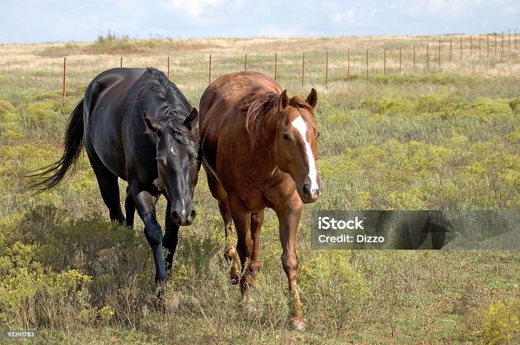 Rural - Horses 1  Agricultural Field Stock Photo