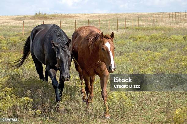 Rural Horses 1 Stock Photo - Download Image Now - Agricultural Field, Animal, Black Color