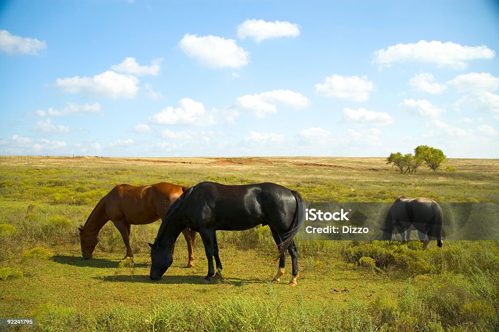 Rural de cavalos 6 - Foto de stock de Animal doméstico royalty-free