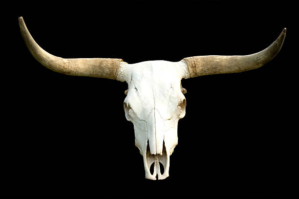 田舎のスカルブラック - texas longhorn cattle ストックフォトと画像