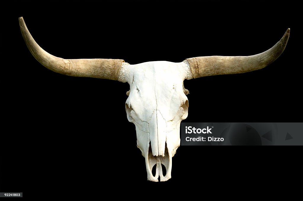 Rural - Skull On Black  Texas Longhorn Cattle Stock Photo