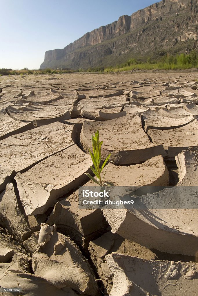 Weed croissance de craquelé à la boue - Photo de Craquelé libre de droits