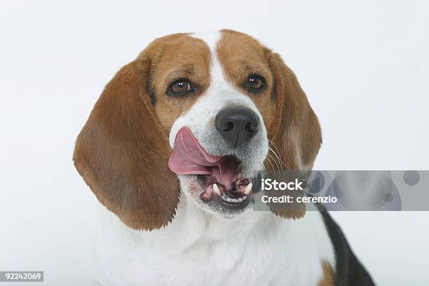 Ill Take It 3 Stock Photo - Download Image Now - Animal, Animal Tongue, Beagle