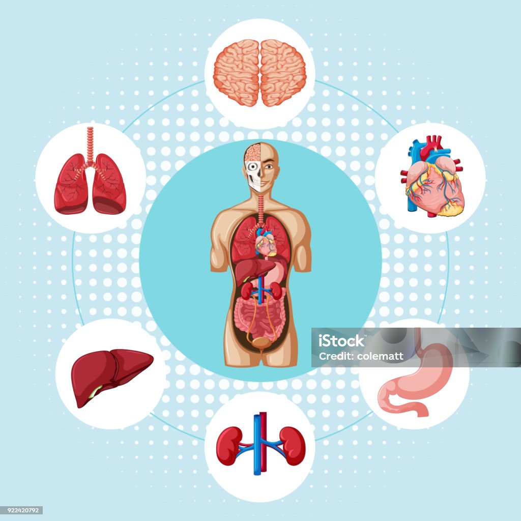 Diagram showing different organs of human Diagram showing different organs of human illustration Anatomy stock vector