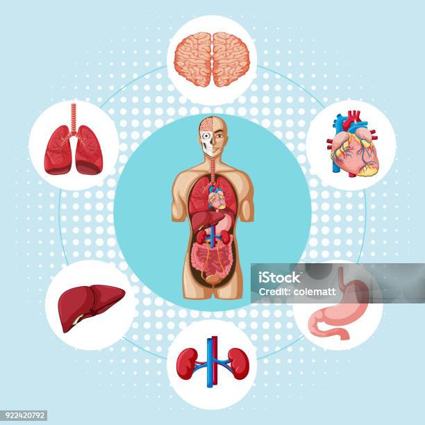 Diagram Showing Different Organs Of Human Stock Illustration - Download Image Now - Anatomy, Art, Biology