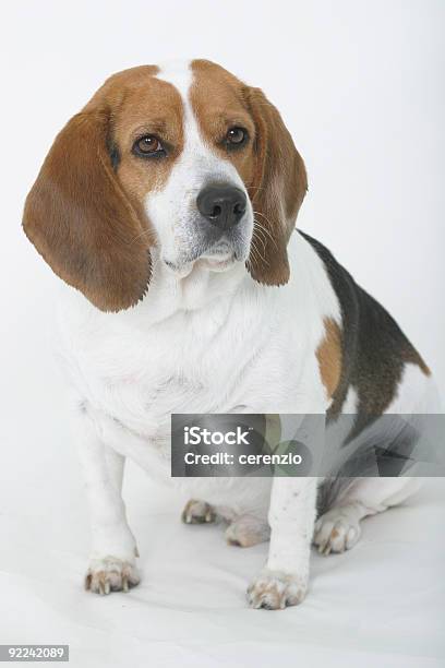 Foto de Boa Cachorro1 e mais fotos de stock de Animal - Animal, Animal de estimação, Beagle