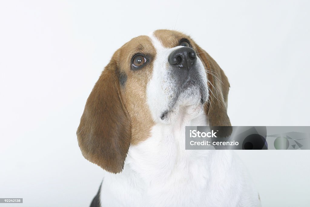 Seduta Beagle - Foto stock royalty-free di Animale