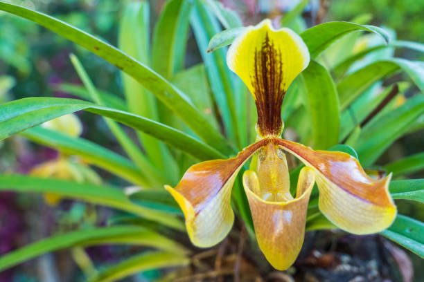 istock Beautiful yellow orchid 922421418