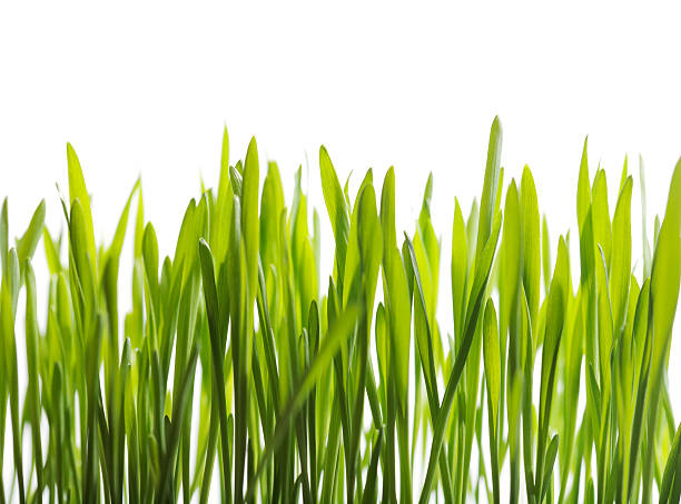 as plantas - barley grass seedling green imagens e fotografias de stock