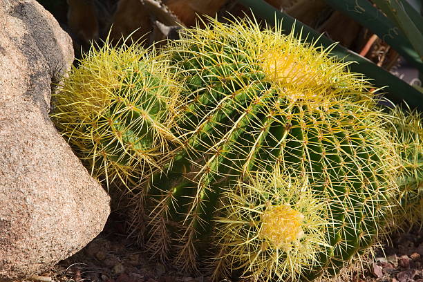 Barrel Cactus (Ferocactus) stock photo
