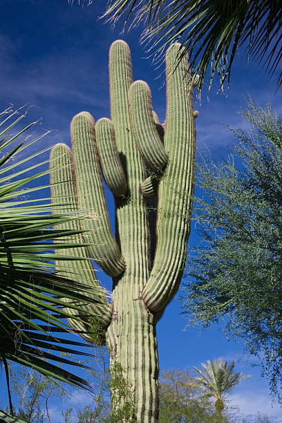 Saguaro Cactus (carnegiea gigantea) stock photo