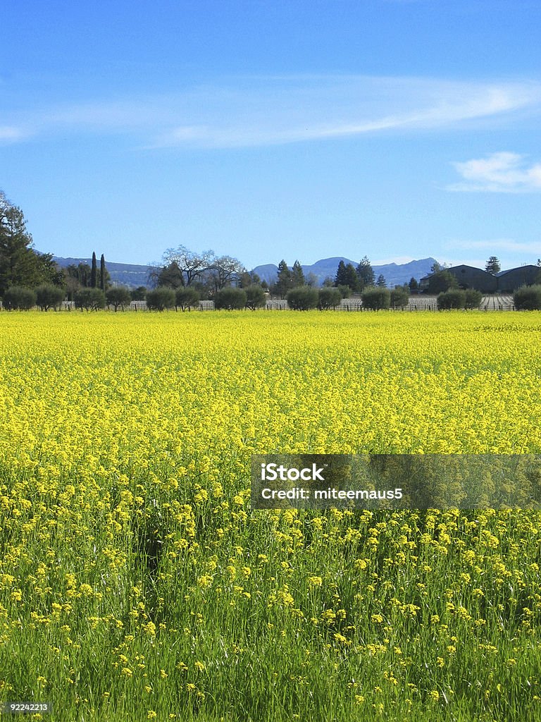 Campo de mostarda em Napa - Foto de stock de Alergia royalty-free