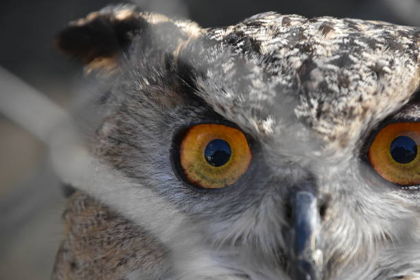istock Eyes of an owl, close-up 922423818