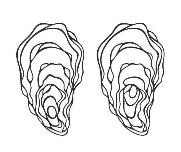 Oyster set. Isolated oyster  on white background EPS 10. Vector illustration oyster stock illustrations