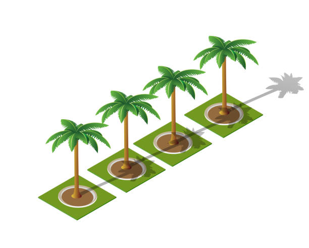 набор изометрической 3d пальмы - palm tree tree isolated landscaped stock illustrations