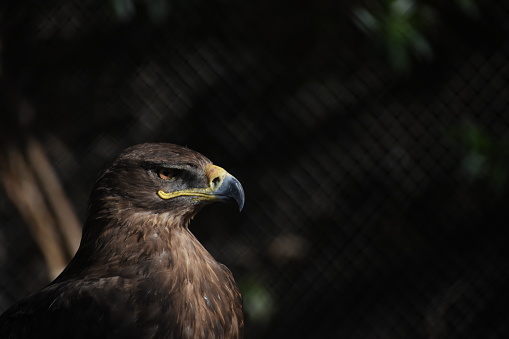 Profile of Hawk