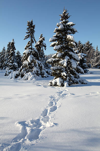 High angle view of marks of foot steps on snow ground with copy space.