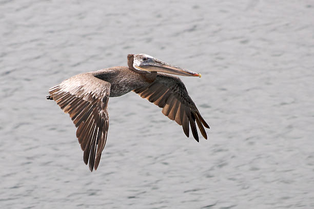 istock Pelican flies low over water 92243215