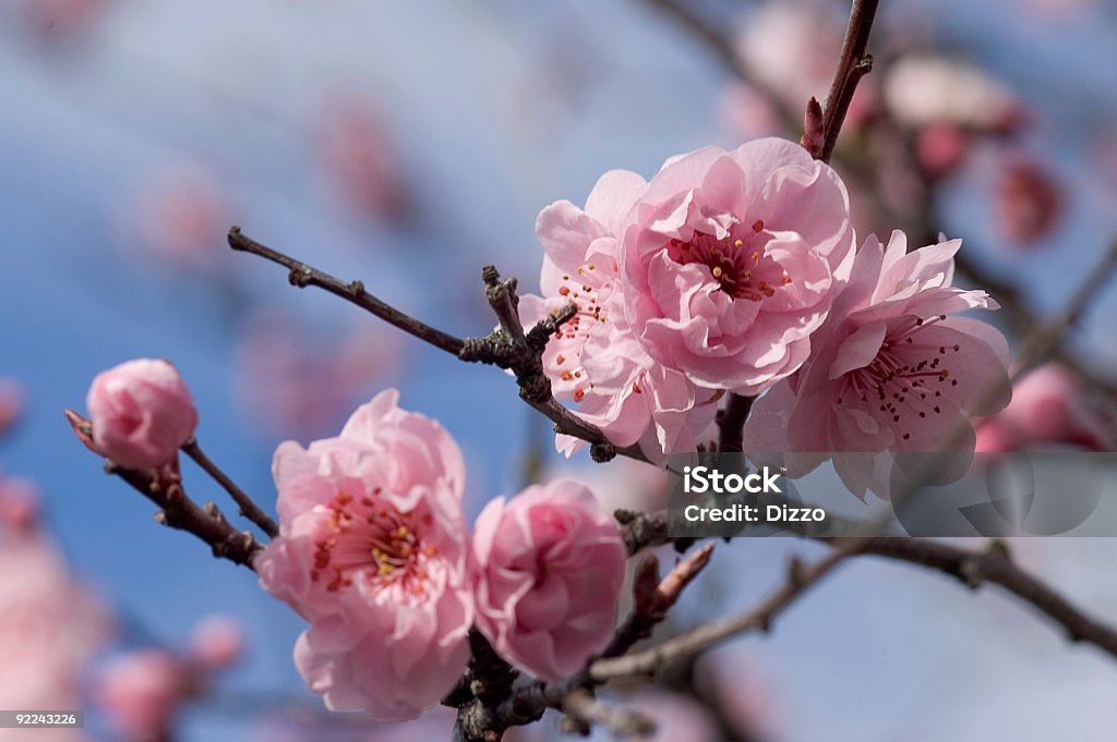 Frutos Árvore florescendo na Primavera 2 - Royalty-free Beleza natural Foto de stock