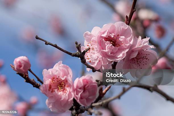 Frutos Árvore Florescendo Na Primavera 2 - Fotografias de stock e mais imagens de Beleza natural - Beleza natural, Botânica - Ciência de plantas, Botão - Estágio de flora