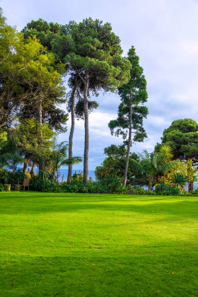 istock green meadow with pines and view to ocean in sunlight 922434320