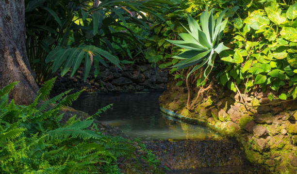 istock creek in park with agave and fern 922434840
